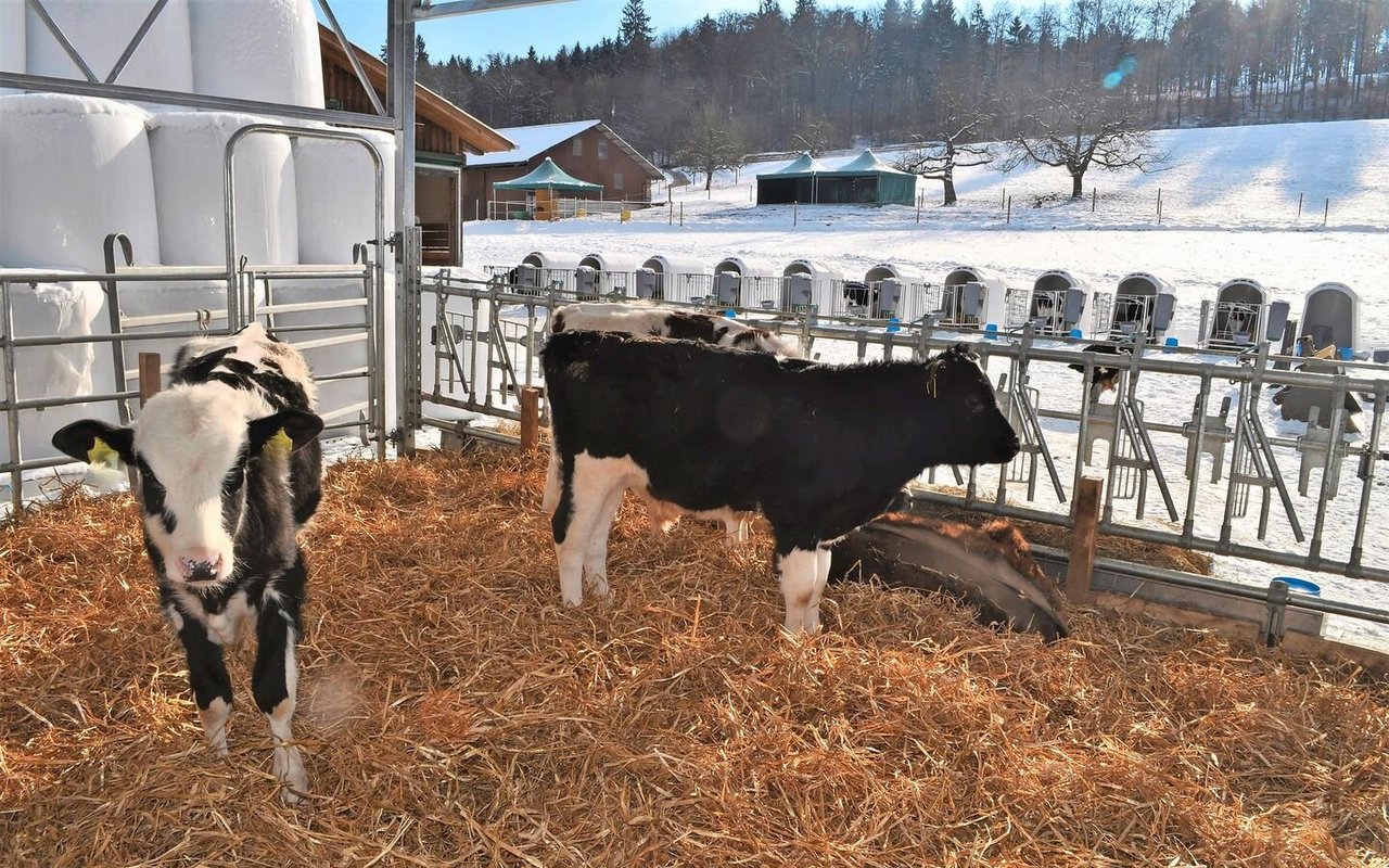 Zu den einmal gebildeten Gruppen von zehn Tieren werden im weiteren Verlauf der Mast keine zusätzlichen Kälber mehr hinzugefügt, um das Infektionsrisiko zu reduzieren. 