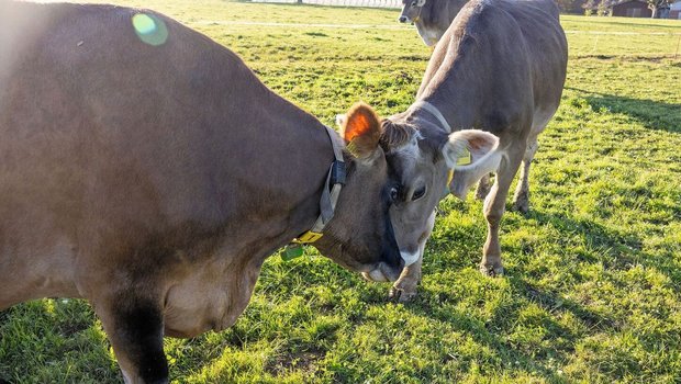 Rangkämpfe von Kühen Zwei braune Kühe stehen auf der Weide und halten ihre Köpfe gegeneinander.