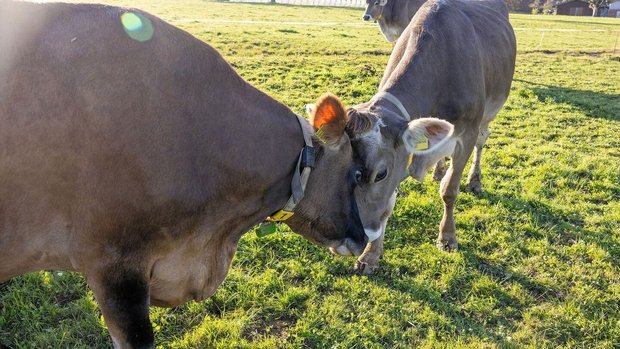 Rangkämpfe von Kühen Zwei braune Kühe stehen auf der Weide und halten ihre Köpfe gegeneinander.