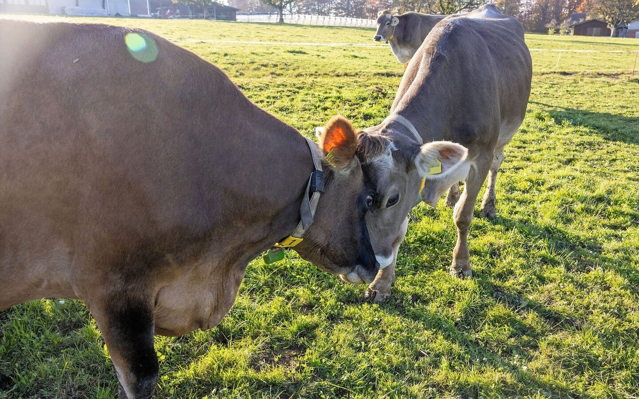 Zwei braune Kühe stehen auf der Weide und halten ihre Köpfe gegeneinander.