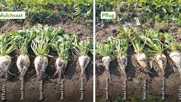 Die Zuckerrüben bei der Mulchsaat sind teils grösser geraten, weil der Bestand lückig war und die einzelnen Rüben mehr Platz und Ressourcen zur Verfügung hatten. Sie haben aber auch weniger unter Trockenheit gelitten wegen reduzierter Bodenbearbeitung.