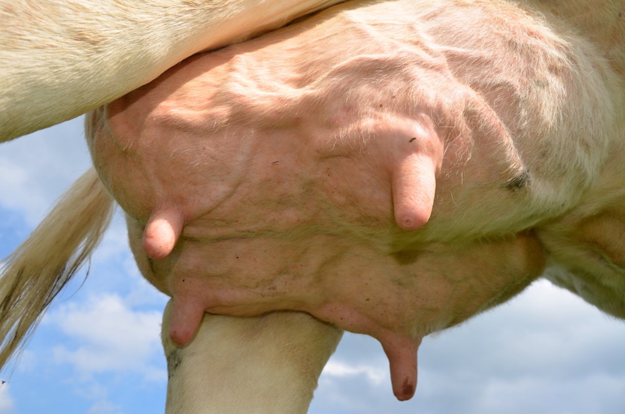 Ein gesundes Euter ist die Voraussetzung, dass Kühe auf die Alp dürfen. «Jede akute Mastitis ist ein Notfall», sagt Tierarzt Bruno Winzap. Bild: BauernZeitung