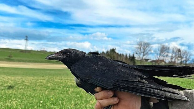 Eine der beringten Rabenkrähen (Y006), die mit einem GPS-Sender ausgestattet sind. 