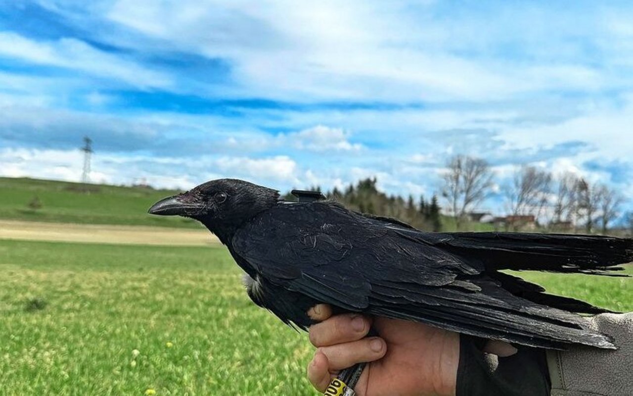 Eine der beringten Rabenkrähen (Y006), die mit einem GPS-Sender ausgestattet sind. 