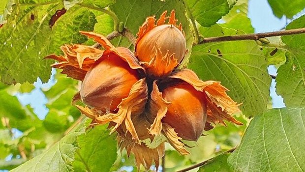 So sehen erntereife Haselnüsse aus. Doch der Aufwand bis dahin ist nicht zu unterschätzen. Der Anbau muss gut geplant werden. 