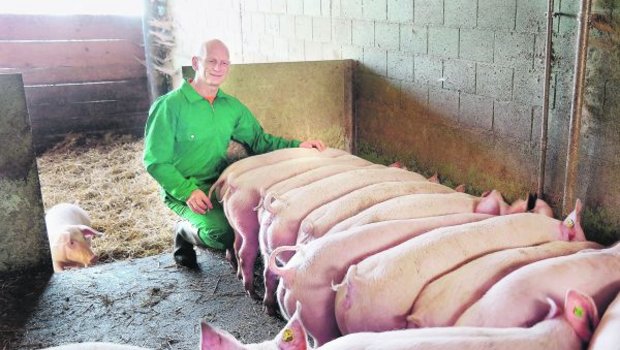 Biobauer Dominik Estermann aus Rickenbach LU beim Füttern seiner Biomastschweine im Offenfrontstall. (Bild Josef Kottmann)