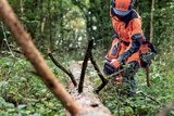 Husqvarna 550 XP Mark II in Action, die neue Motorsäge für Profis in Forst, Baumpflege und Landwirtschaft. 