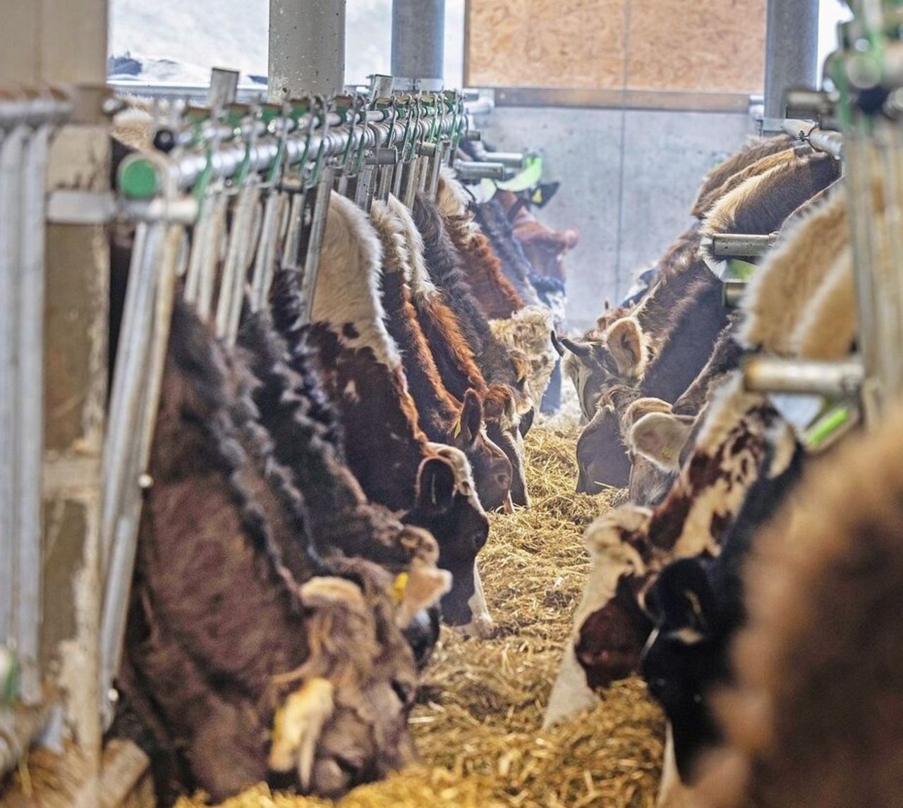 Der alte Anbindestall wurde in einen Laufstall für 44 Stück Jungvieh umgebaut. Die vier Jungviehgruppen können alle vom selben Futterband fressen. 