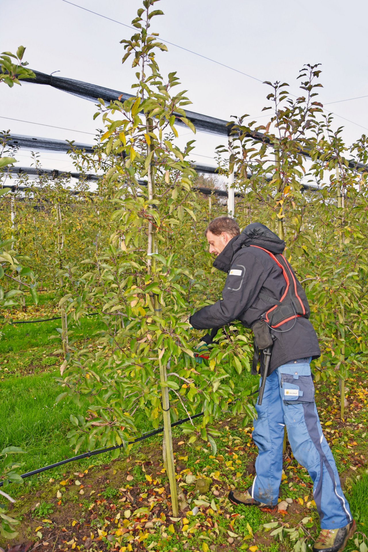 Der ideale Apfelbaum wird in Form eines Tannenbaums zurechtgestutzt. Bild: Katrin Erfurt