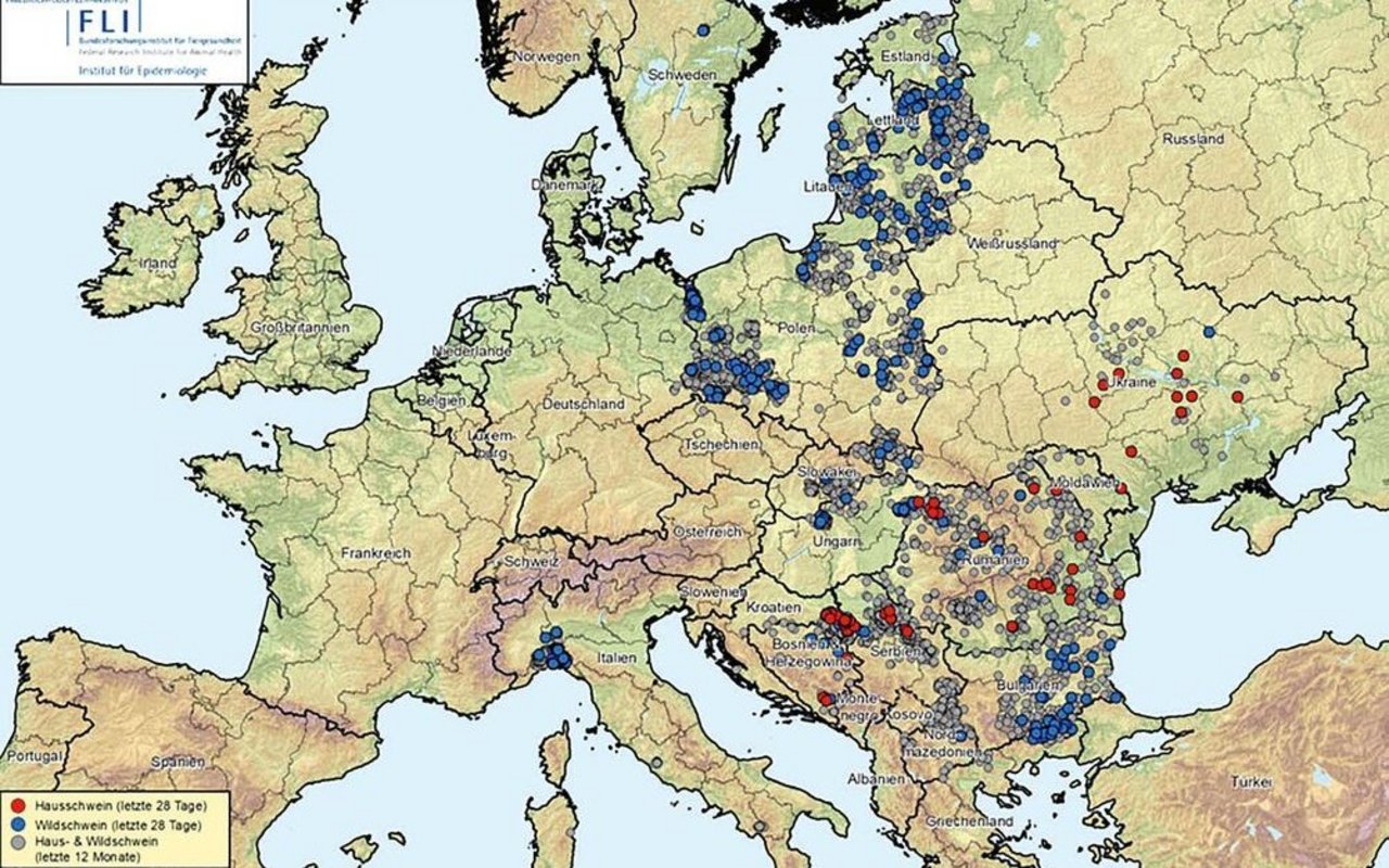 Die Afrikanische Schweinepest zirkuliert in den Wildschweinbeständen (blaue Punkte) und kommt dabei auch der Schweiz näher. Bei den Hausschweinen (rote Punkte) kam es zuletzt auf dem Balkan zu grösseren Ausbrüchen. Die grauen Punkte markieren Ausbrüche älteren Datums. Karte aktualisiert am 1. Dezember 2023.