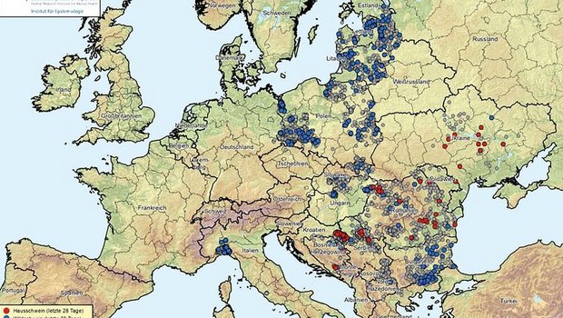 Die Afrikanische Schweinepest zirkuliert in den Wildschweinbeständen (blaue Punkte) und kommt dabei auch der Schweiz näher. Bei den Hausschweinen (rote Punkte) kam es zuletzt auf dem Balkan zu grösseren Ausbrüchen. Die grauen Punkte markieren Ausbrüche älteren Datums. Karte aktualisiert am 1. Dezember 2023.