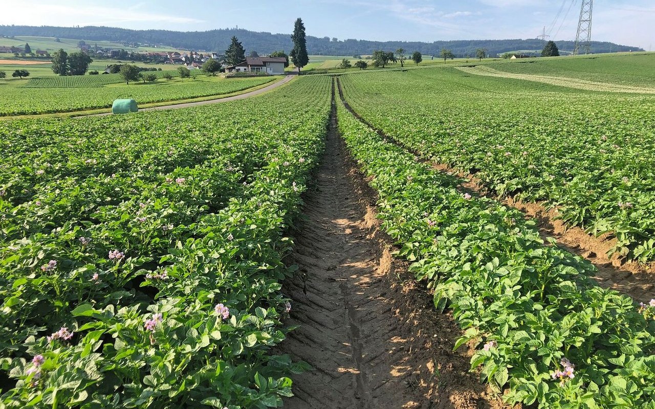 Hier steht die robuste Sorte Acoustic bei der Betriebsgemeinschaft Löhr in Seedorf. Rechts daneben wurde ein Streifen der robusten Sorte Twinner angebaut. Bei den robusten Sorten reicht ein Drittel der Fungizidspritzungen aus.