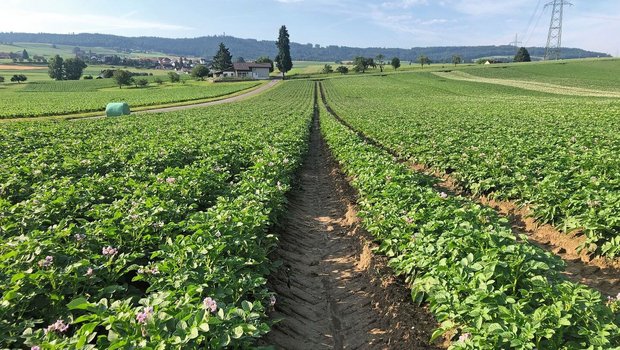 Hier steht die robuste Sorte Acoustic bei der Betriebsgemeinschaft Löhr in Seedorf. Rechts daneben wurde ein Streifen der robusten Sorte Twinner angebaut. Bei den robusten Sorten reicht ein Drittel der Fungizidspritzungen aus.