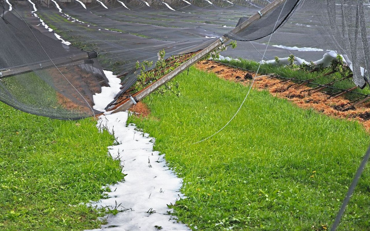 Kurzer Schauer, grosser Schaden: In Lupfig AG hat Ende April 2022 ein Hagelzug eine neu angelegte Obstanlage komplett zerstört.