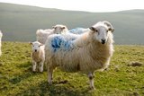 Das Welsh Mountain Schaf ist in der Konstitution vergleichbar mit dem Bündner Oberländer Schaf. Bild: Christian Gazzarin 