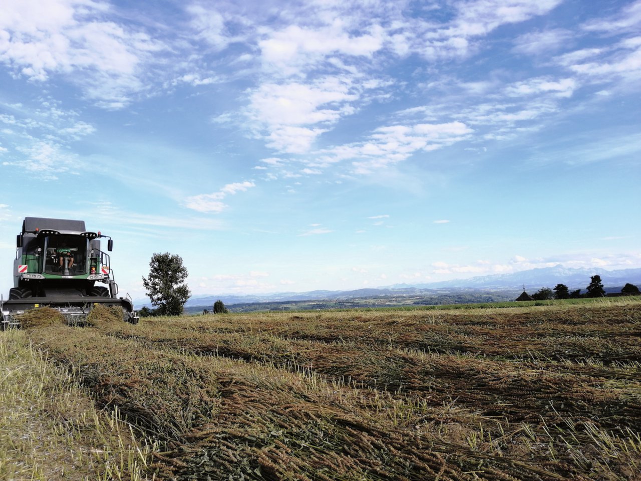 Das Ernteverfahren von Chia ist aufwändig. Der Mähdrescher nimmt die Chia-Pflanzen ab Schwad auf.Bild: Sabine Oswald/St. Galler Saatzuchtgenossenschaft