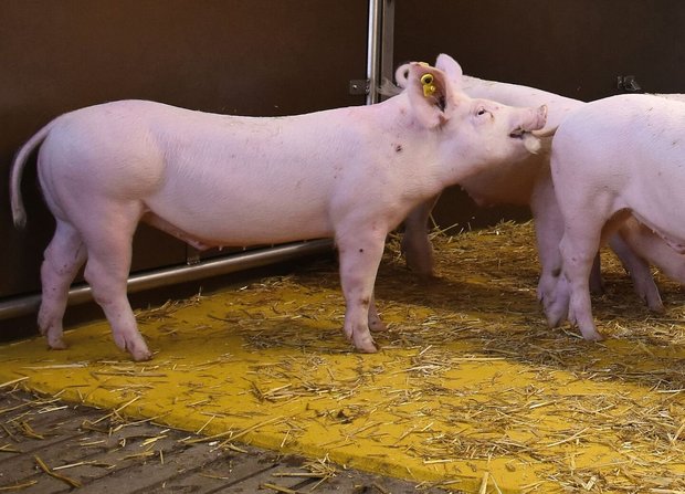 Wenn die Schweine sich gegenseitig in den Schwanz beissen und verletzen:Kannibalismus ist ein Symptom, das viele Ursachen haben kann. In jedem Fall ist mit den Tieren etwas nicht in Ordnung.