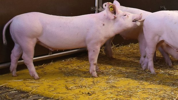 Wenn die Schweine sich gegenseitig in den Schwanz beissen und verletzen:Kannibalismus ist ein Symptom, das viele Ursachen haben kann. In jedem Fall ist mit den Tieren etwas nicht in Ordnung. Wenn die Schweine sich gegenseitig in den Schwanz beissen und verletzen:Kannibalismus ist ein Symptom, das viele Ursachen haben kann. In jedem Fall ist mit den Tieren etwas nicht in Ordnung.