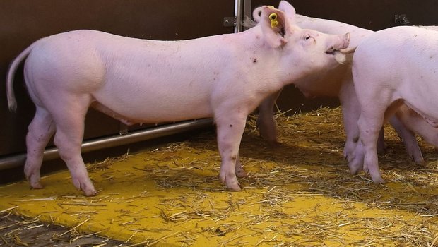 Wenn die Schweine sich gegenseitig in den Schwanz beissen und verletzen:Kannibalismus ist ein Symptom, das viele Ursachen haben kann. In jedem Fall ist mit den Tieren etwas nicht in Ordnung.