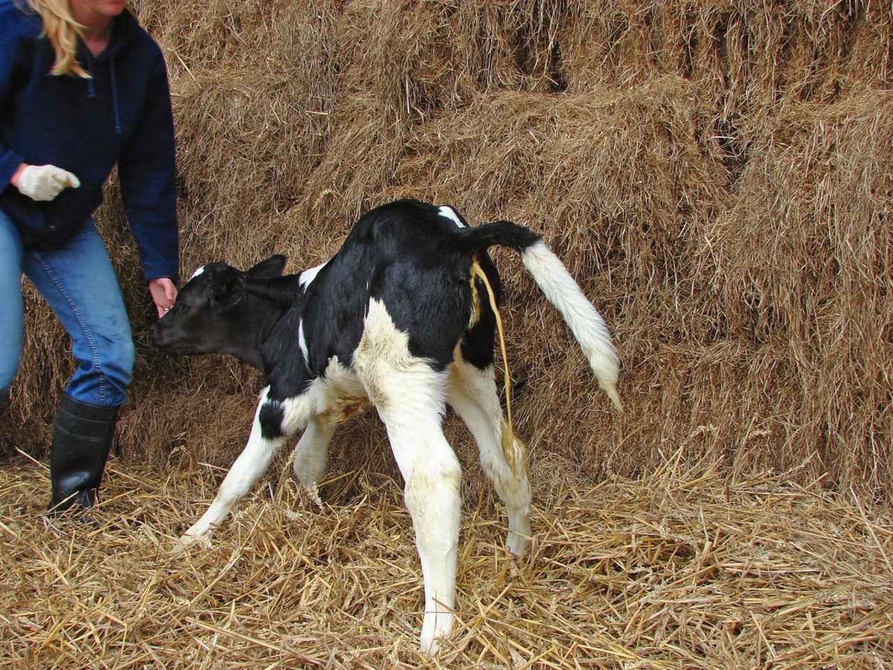 Ein Kalb mit wässrigem Durchfall. Der Kot wird im Strahl abgesetzt. In der Behandlung braucht es in erster Linie Flüssigkeitsersatz. Bild: Dr. Marion Weerda 