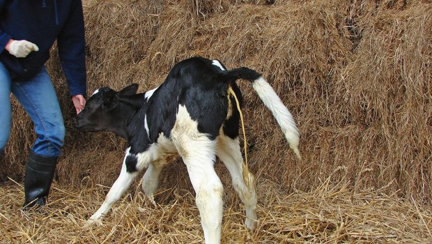 Ein Kalb mit wässrigem Durchfall. Der Kot wird im Strahl abgesetzt. In der Behandlung braucht es in erster Linie Flüssigkeitsersatz. Bild: Dr. Marion Weerda 