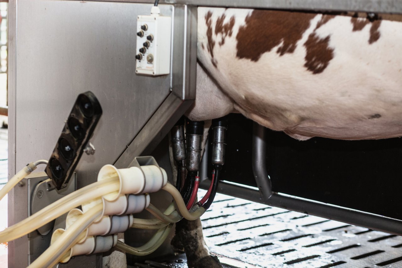 Während des Melkvorgangs schwenkt der Roboterarm aus dem Bereich unter der Kuh weg. So ist bei Bedarf auch ein manuelles Anhängen leicht möglich. Bild: Pia Neuenschwander