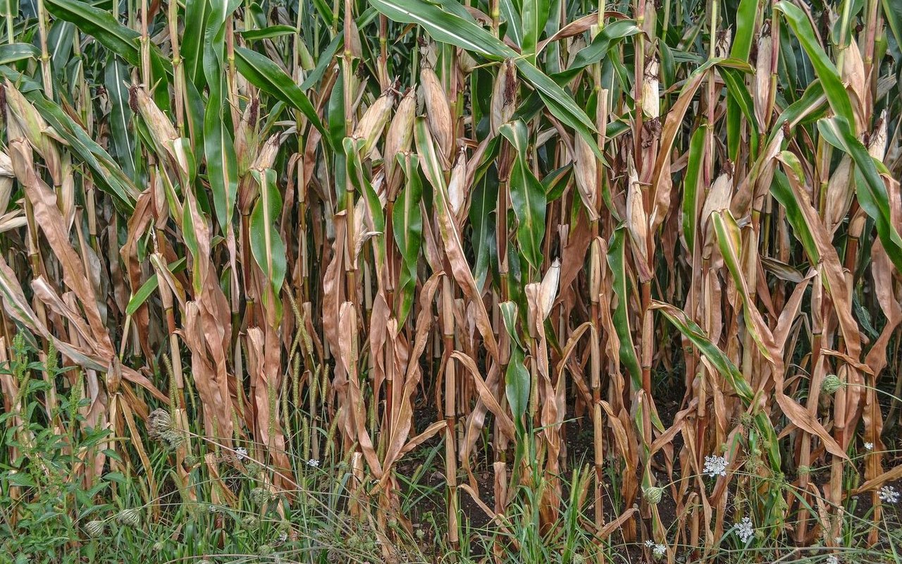 Vertrockneter Mais steht auf dem Feld.