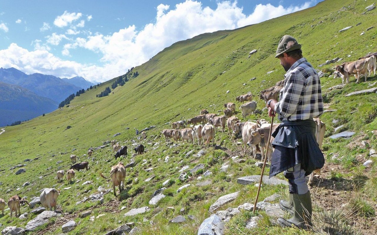 Wieso kommt Personal jeden Sommer zurück auf den Alpwirtschaftsbetrieb? Das will ein Projekt von BFH-HAFL und SAV herausfinden.