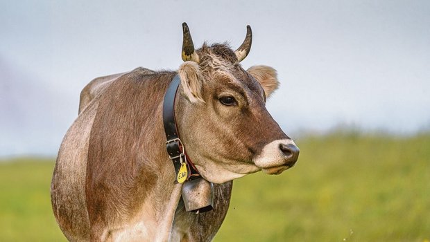 Braunvieh Schweiz wagt es, aktiv für den Einsatz von Homöopathie und Phytotherapie einzustehen. Das steigende Interesse der Züchter am Thema zeigen die Umfragen, welche der Zuchtverband regelmässig macht.