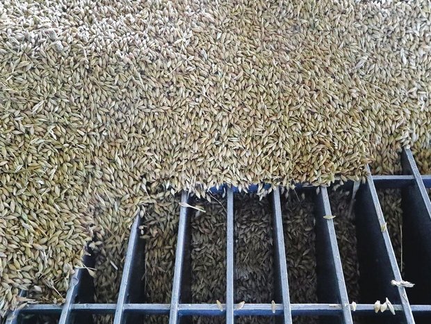 Das Jahr 2025 brachte wegen der aussergewöhnlich guten Ernte Herausforderungen für die Getreide-sammelstellen.