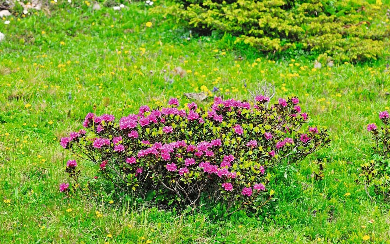 Blühende Alpenrosen überwuchern eine Alpweide.