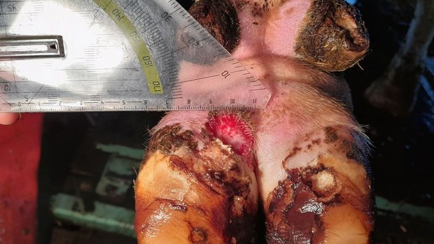Mortellaro Dermatitis digitalis Eine entzündete Klaue, die die für Mortellaro typische "Erdbeere" hat.