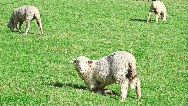 Typisches Anzeichen für Moderhinke: Die Schafe lahmen und grasen auf den Vorderknien. 