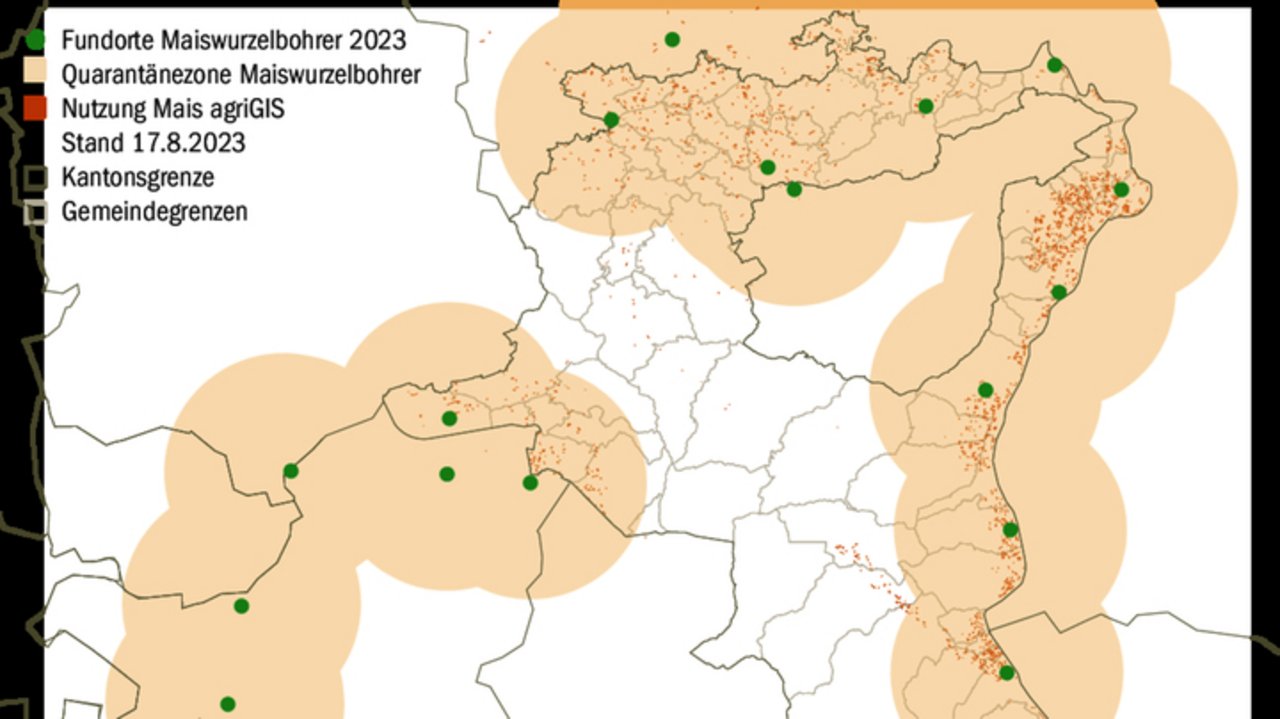 Fundorte des Maiswurzelbohrers im Kanton St. Gallen: Die Quarantänezone mit einem Umkreis von 10 km um den Fundort umfasst mittlerweile fast alle Gemeinden.