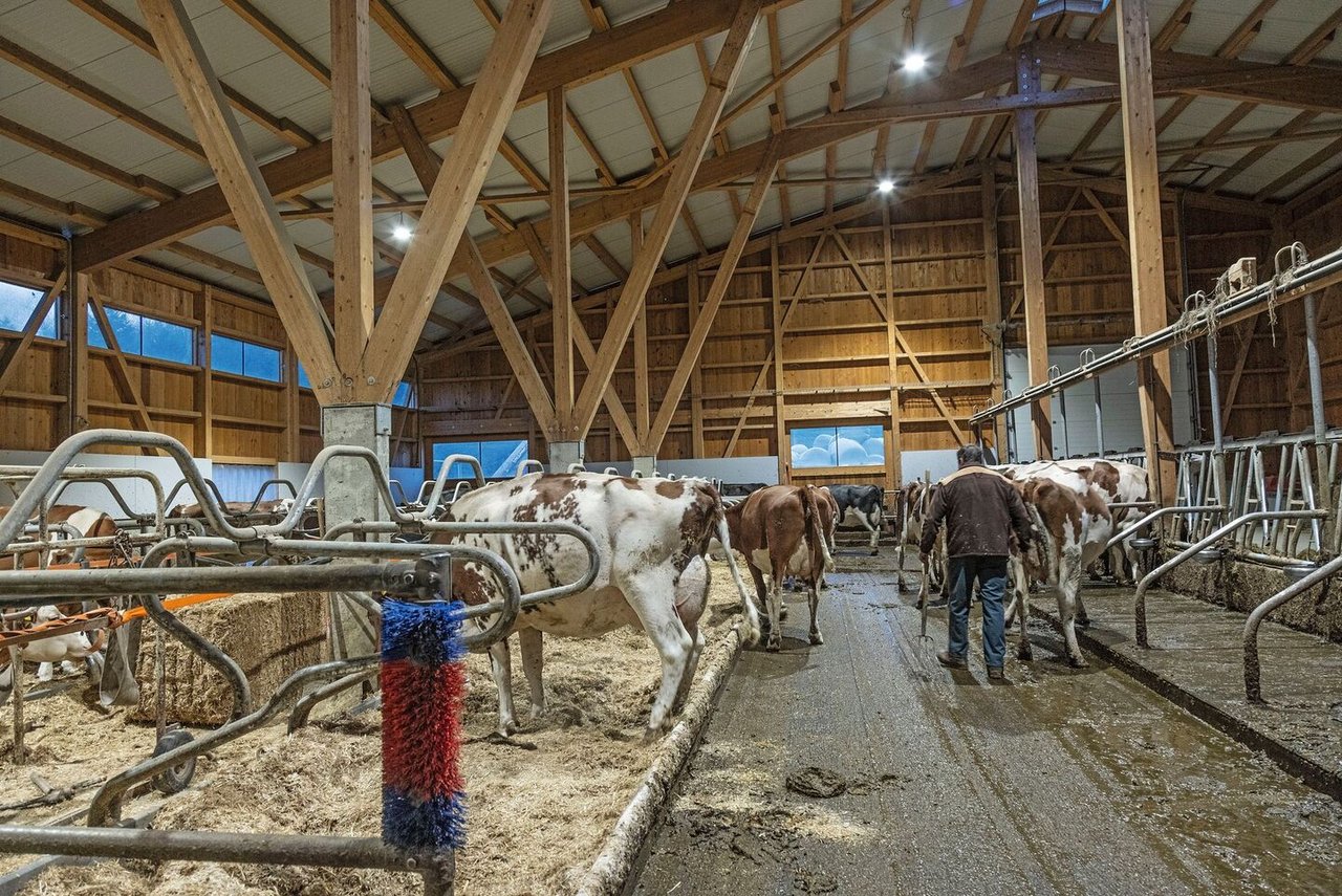 Hell, luftig, geräumig: Gusti und Margrit Schmutz sind mit dem Milchvieh-Laufstall sehr zufrieden, die Tiere fühlen sich wohl.