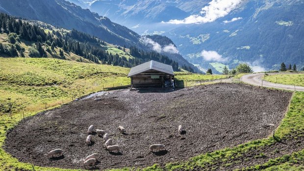 Luftaufnahme einiger Schweine, die sich auf der Alp draussen im Dreck suhlen. Im Hintergrund sind Bündner Berge zu erkennen.