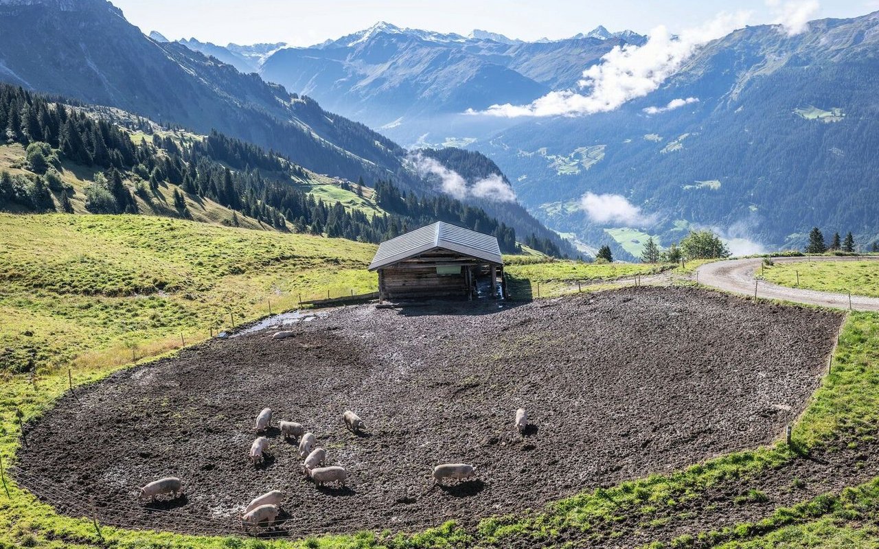 Luftaufnahme einiger Schweine, die sich auf der Alp draussen im Dreck suhlen. Im Hintergrund sind Bündner Berge zu erkennen.
