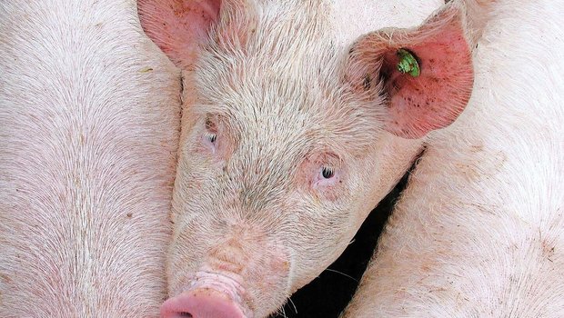 In den letzten fünf Jahren sank der Spermaverkauf der Vaterlinie Premo stark. Duroc und Piétrain hingegen konnten zulegen.   