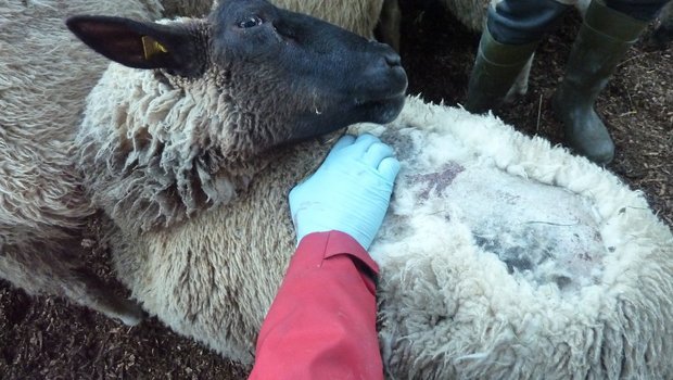 Juckreiz und Haarausfall sind typische Anzeichen für einen Befall mit Ektoparasiten. Bild: BGK/SSPR