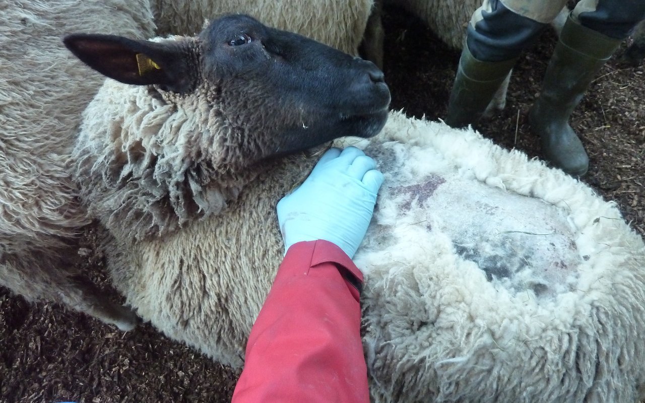 Juckreiz und Haarausfall sind typische Anzeichen für einen Befall mit Ektoparasiten. Bild: BGK/SSPR