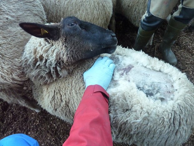 Juckreiz und Haarausfall sind typische Anzeichen für einen Befall mit Ektoparasiten. Bild: BGK/SSPR