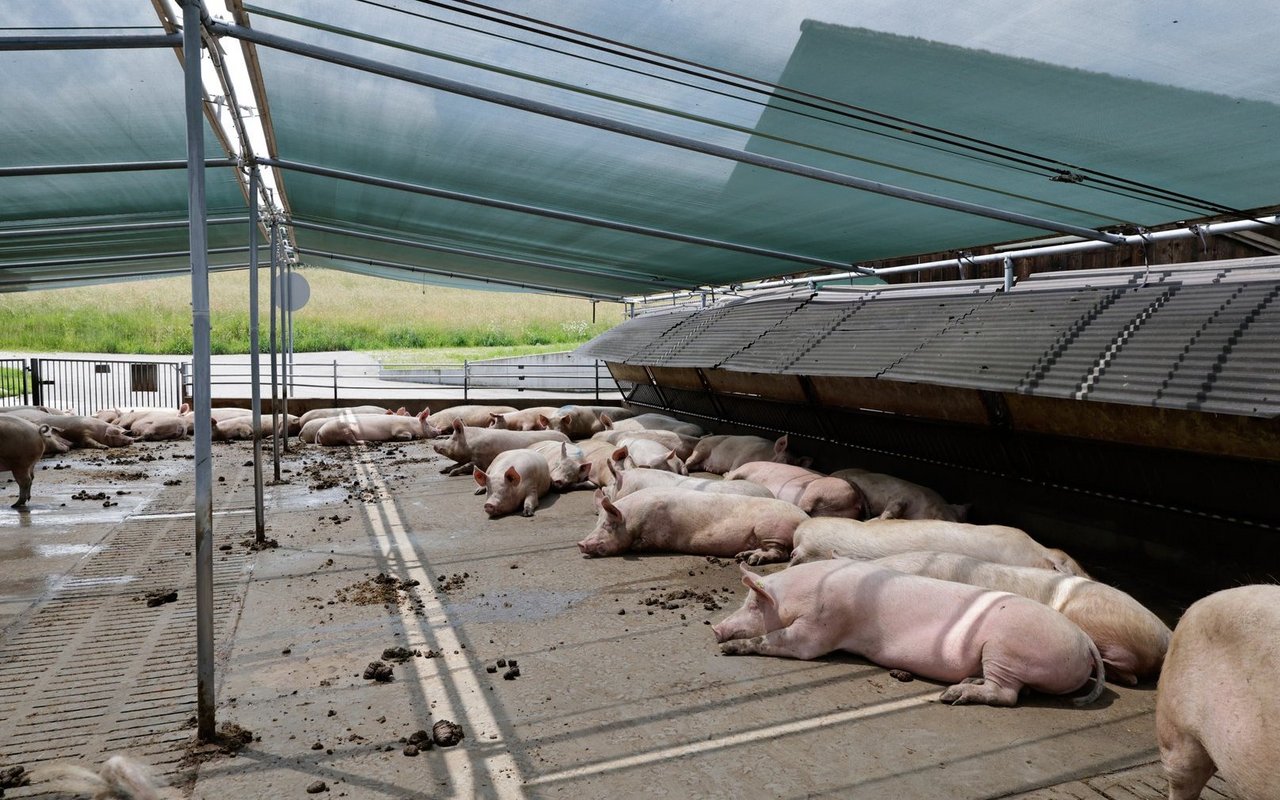 Schweine können kaum schwitzen und sind deswegen besonders anfällig für Hitzestress.  