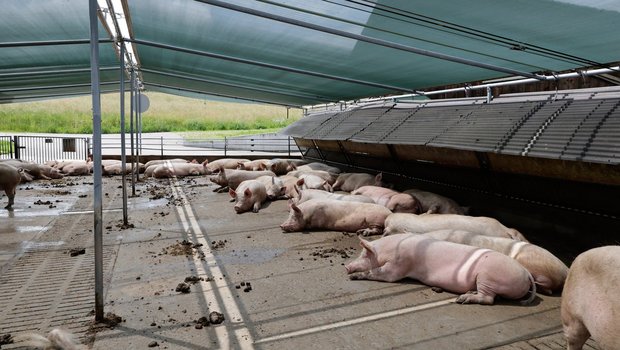 Schweine können kaum schwitzen und sind deswegen besonders anfällig für Hitzestress.  