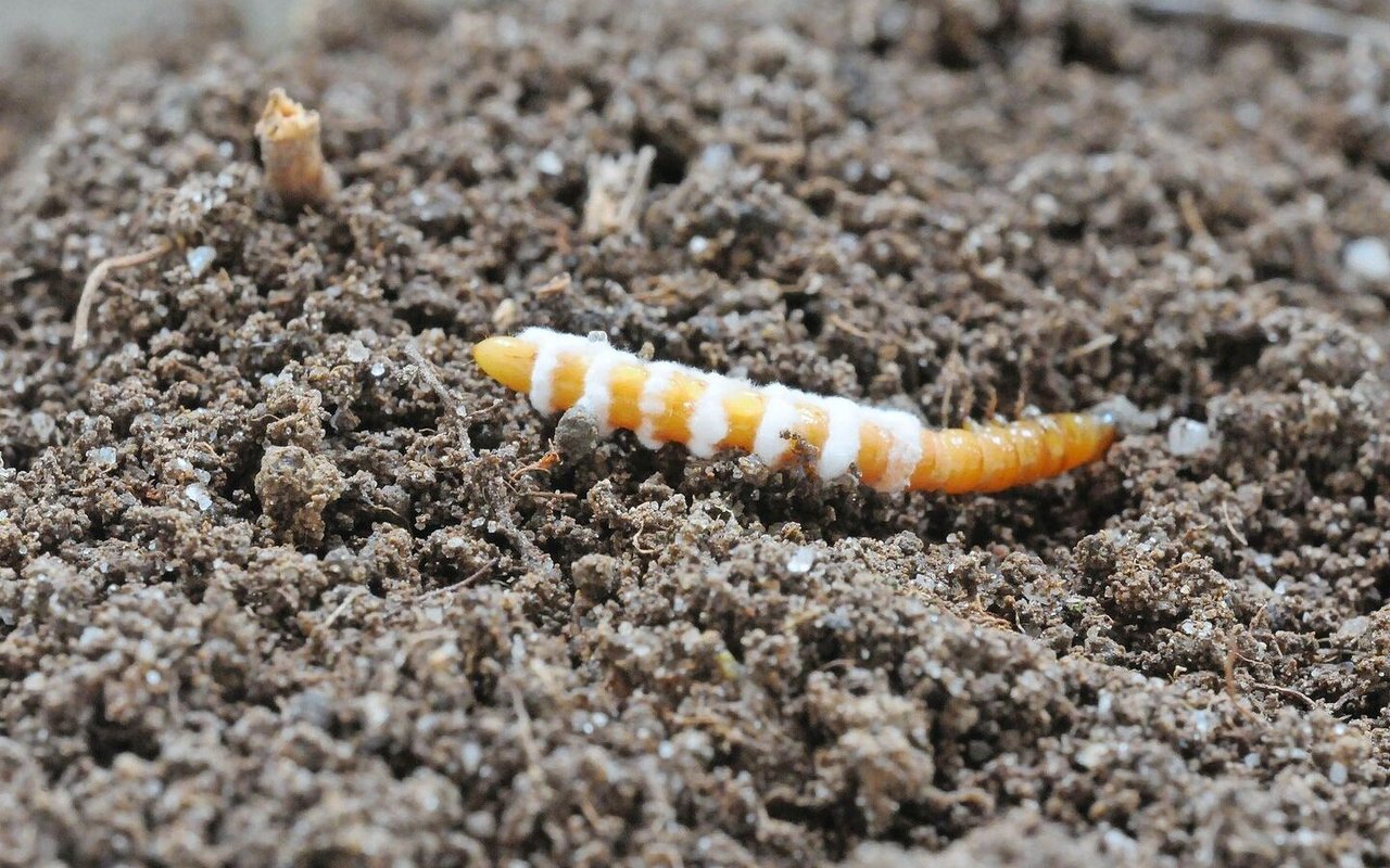 Der Pilz Metarhizium befällt Drahtwürmer gezielt und kann so als biologische Schädlingskontrolle eingesetzt werden. Sein Erfolg hängt stark von Bodenfeuchte und Temperatur ab. 