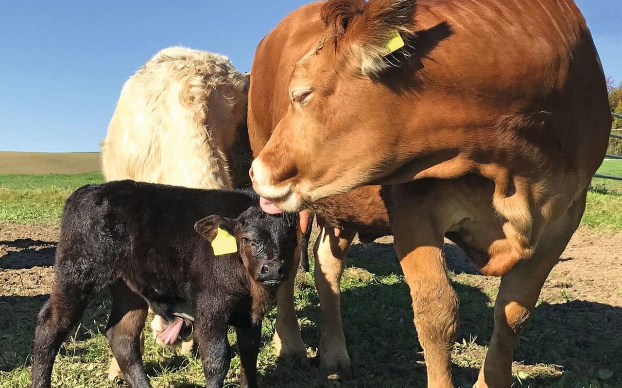 Auf der Weide steht das Kalb bei seiner Mutterkuh.