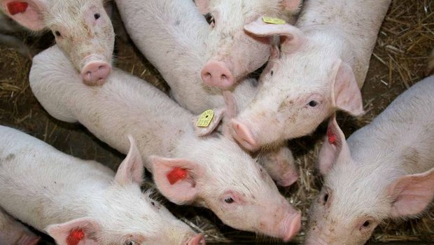 Ab 2021 werden 220'000 Schweine auf 371 Coop Naturafarm Porc-Betrieben unter der Verantwortung der IP-Suisse stehen und vom Schweizer Tierschutz kontrolliert werden. (Bild landwirtschaft.ch /Dominic Meyerhans)