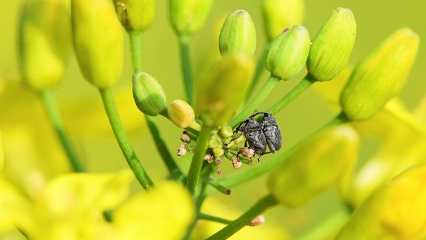Der Rapsstängelrüssler kann momentan nur mit Hilfe von Pyrethroid-Insektiziden bekämpft werden. Rapsstängelrüssler