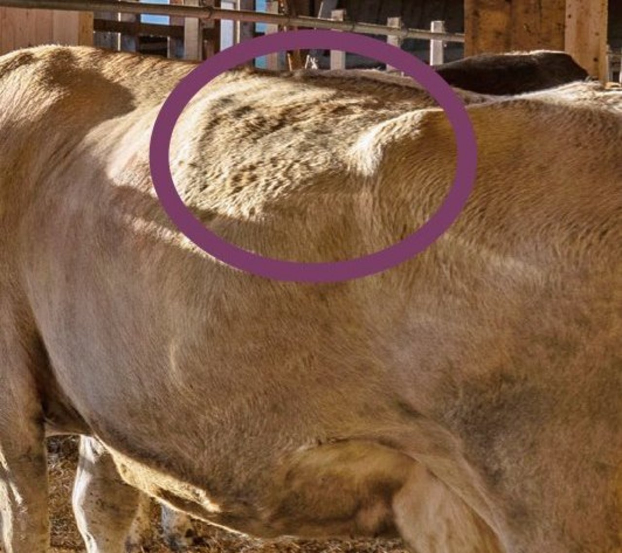 Bei dieser Kuh ist der Pansen schön gefüllt, was auf ein gutes Fütterungsmanagement hinweist. Die Hungergrube auf der linken Kuhseite sollte nicht eingefallen sein. 