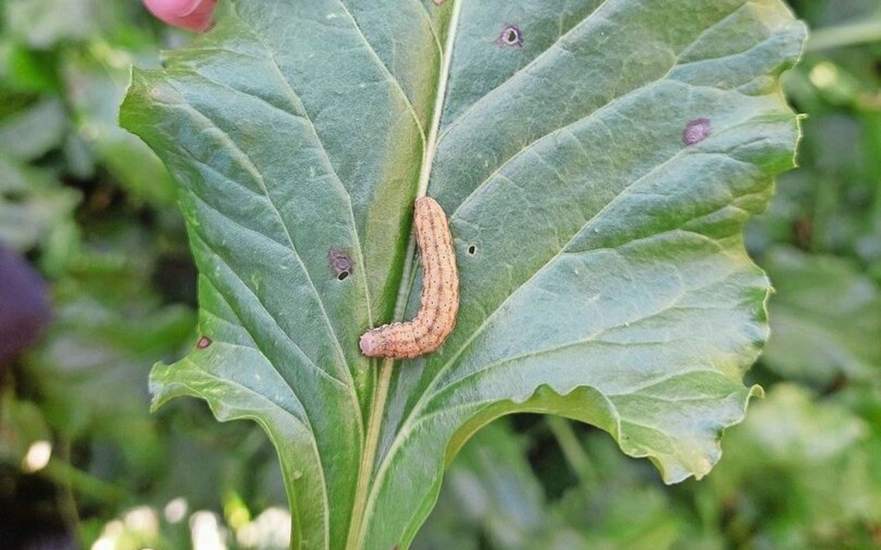 Das ist die Raupe der Gammaeule.