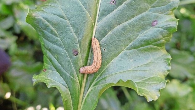 Das ist die Raupe der Gammaeule.